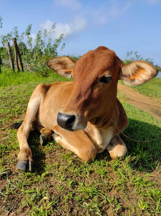 the cow is laying down and looking straight ahead