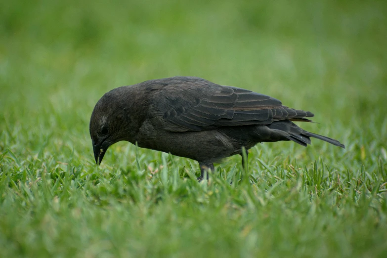 a black bird is standing in a grassy area