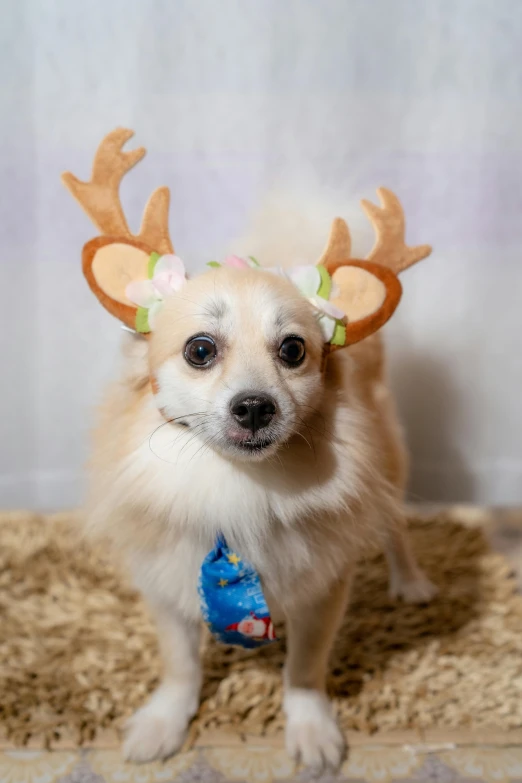 a little dog wearing reindeer antlers on it's head