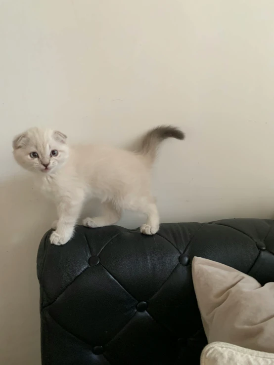 a small kitten is walking across a black couch