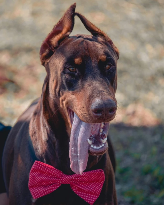 a dog wearing a red bow tie standing in a field