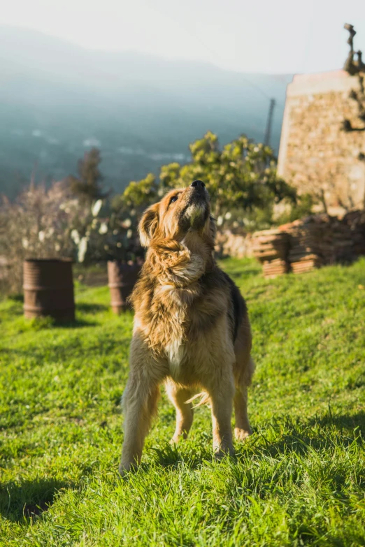 dog with it's nose up at soing on the sky