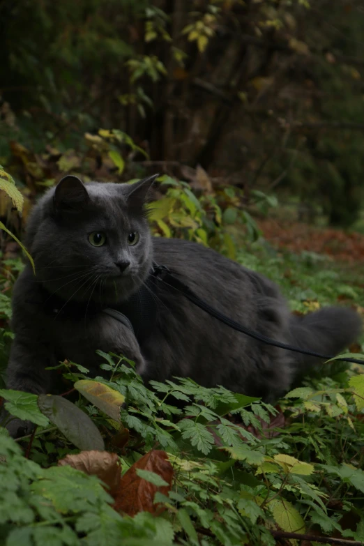 the black cat is sitting in the woods with the leash