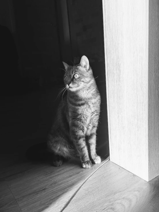 a cat sitting in the corner by a doorway