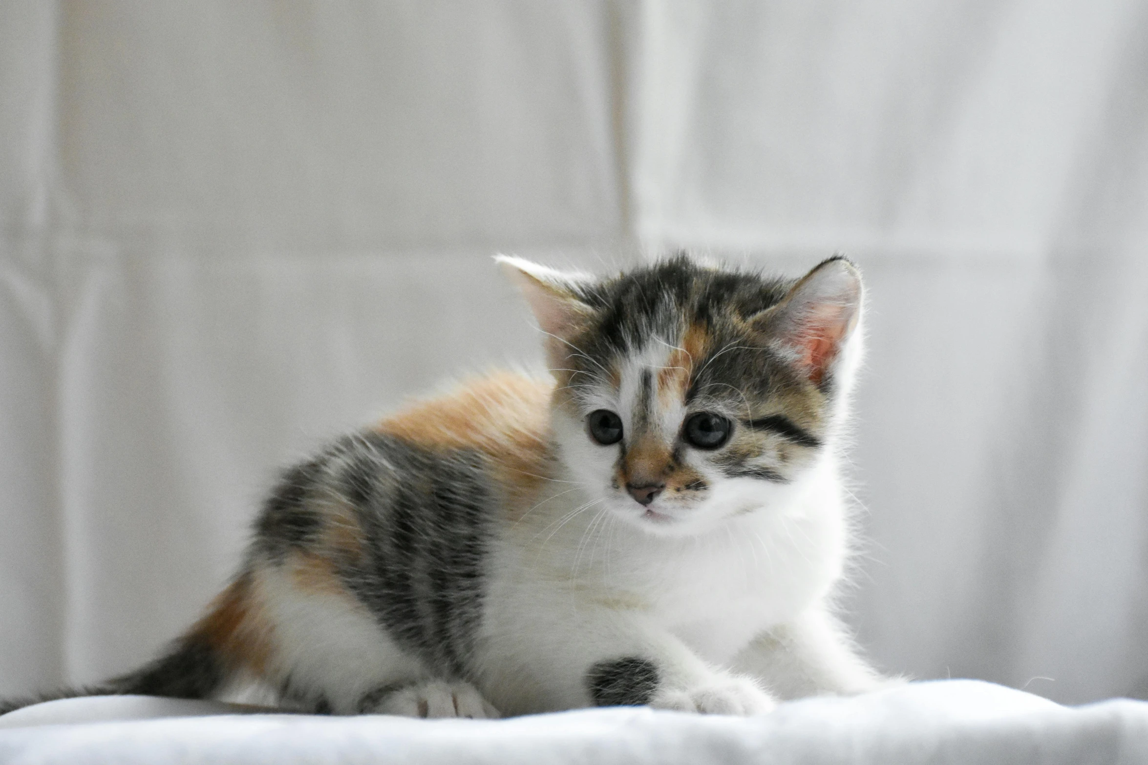 a kitten sitting on a white couch near a curtain