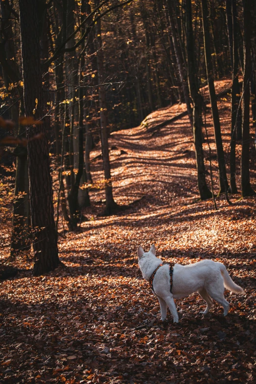 a dog that is standing in the grass