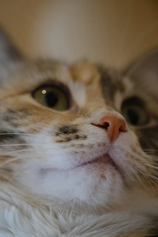 a cat looking up into the air with his head tilted backwards