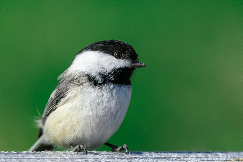 a small black and white bird is sitting on a piece of wood