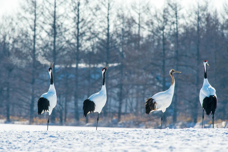 three cranes walking together through the snow