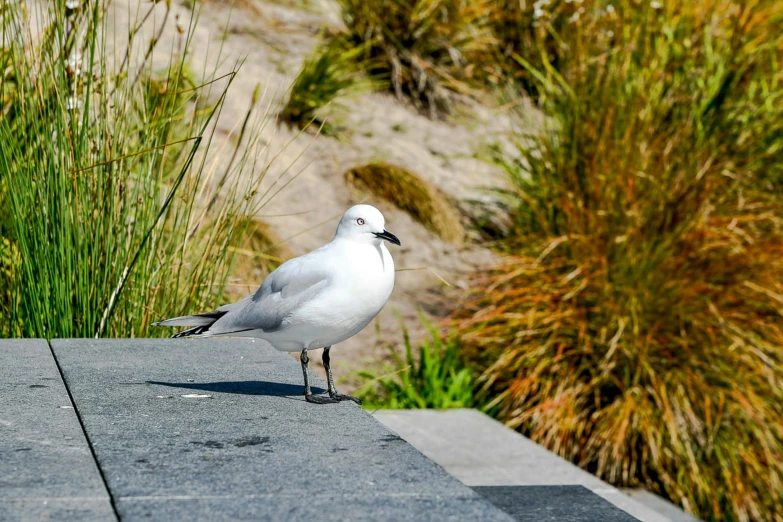 a small white bird is sitting on a ledge
