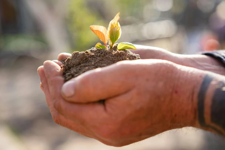 a small plant growing from a man's hands