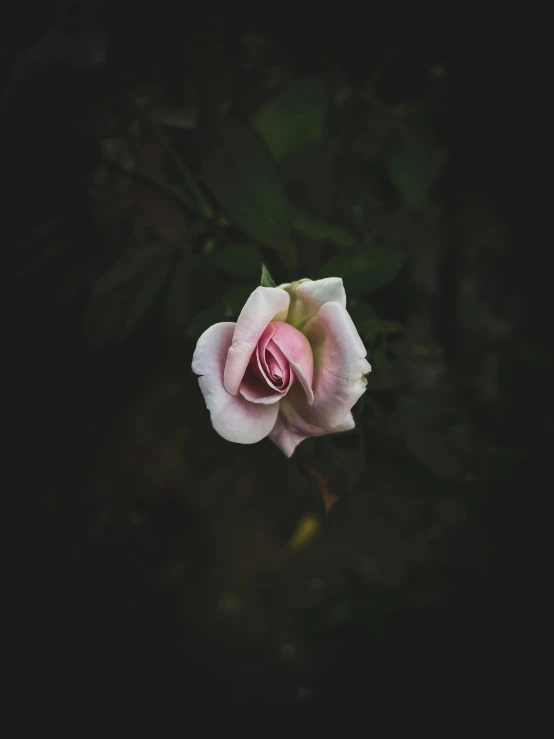 a pink rose with green leaves and dark background