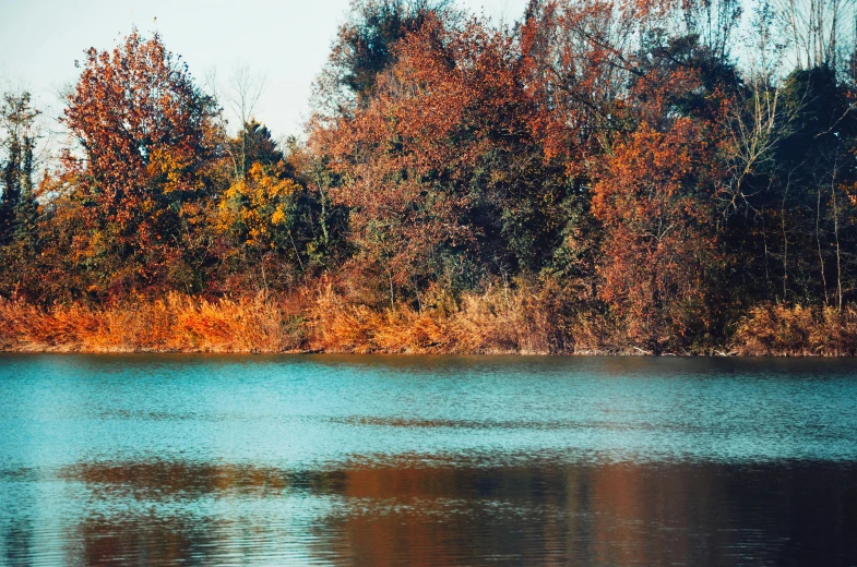 trees and bushes next to the water with some blue water in the foreground