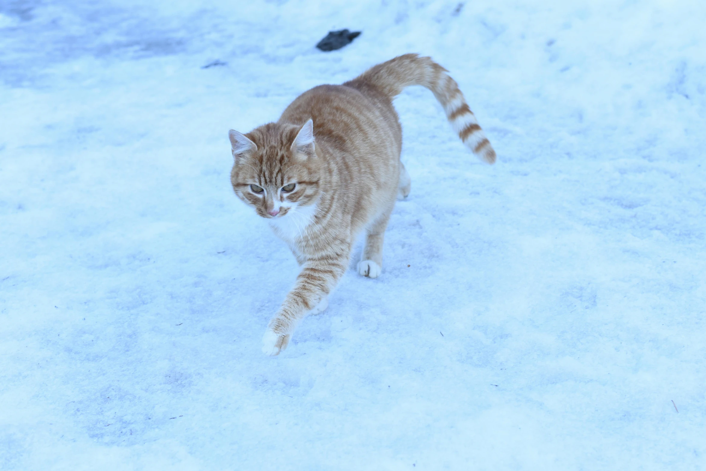 an orange cat walking through the snow near a bird