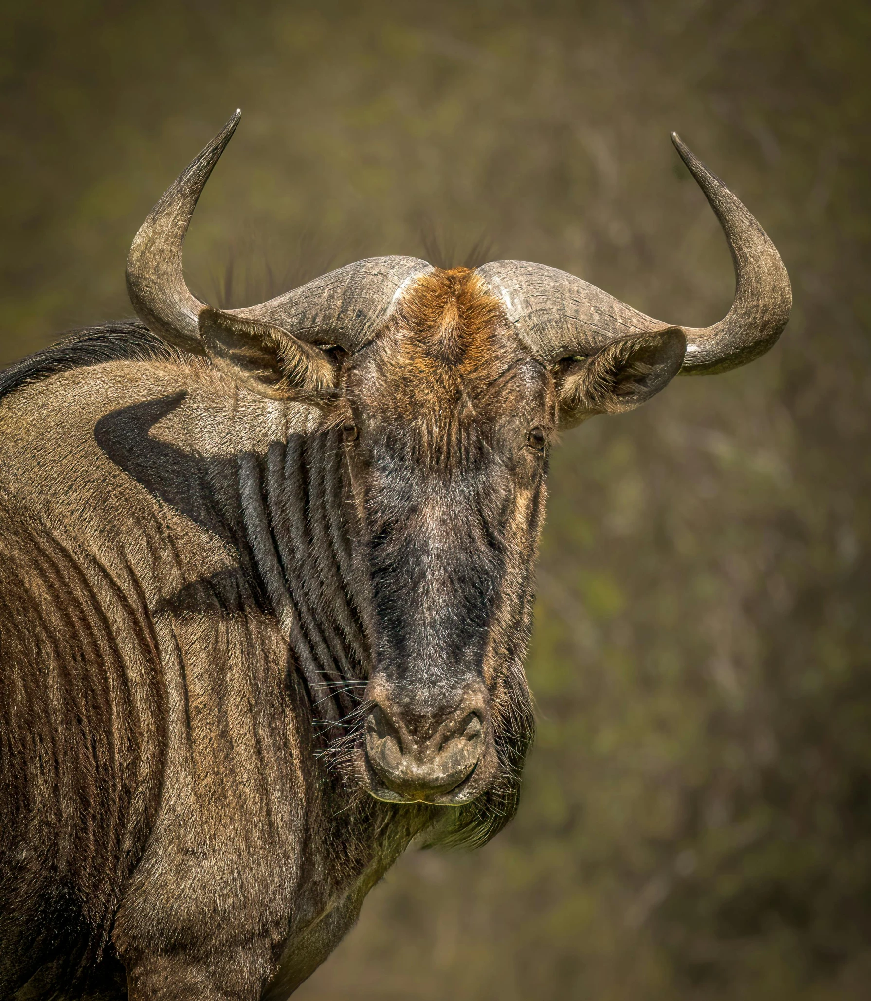 an animal with horns, standing in the grass