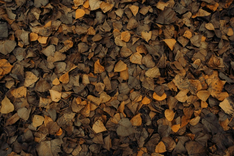 brown wood chips that are scattered on the ground