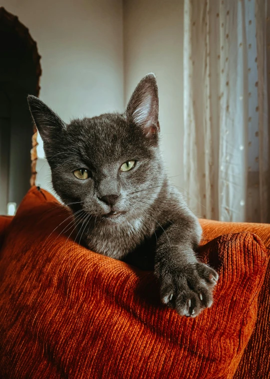 a small cat sitting on top of a red couch