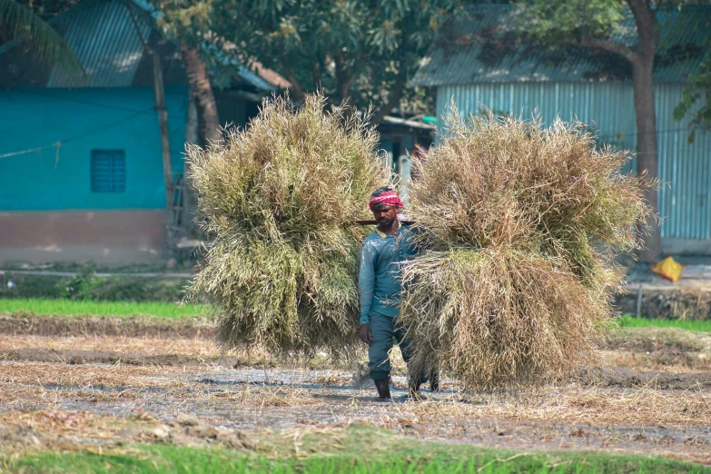 a  walking with a large bush in the field