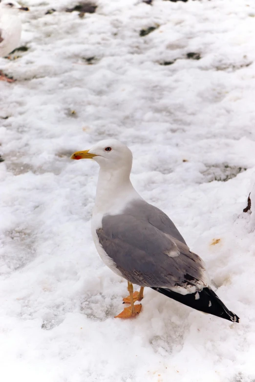 a gray bird is standing on the ground