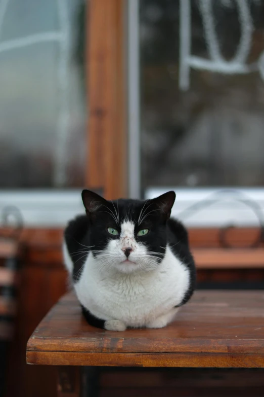 a black and white cat laying on top of a wooden table