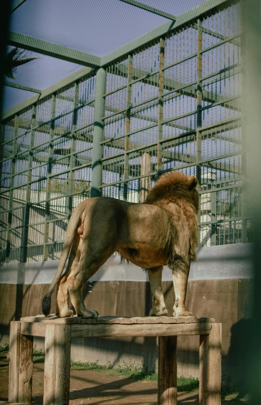 a young lion is standing on a wooden post