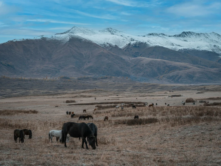 there are horses that can be seen in the field