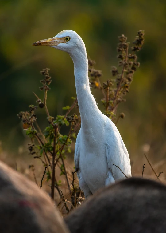 a large bird standing on top of a dry grass field