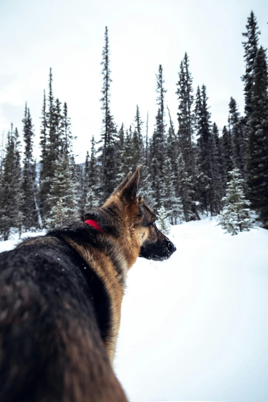 a german shepard dog standing on top of snow covered ground