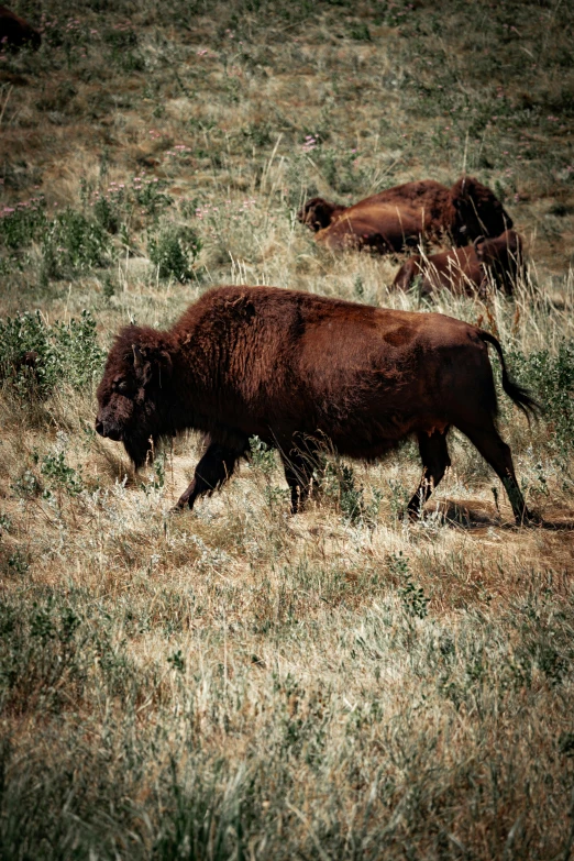 some cattle walking in a grassy field on a sunny day