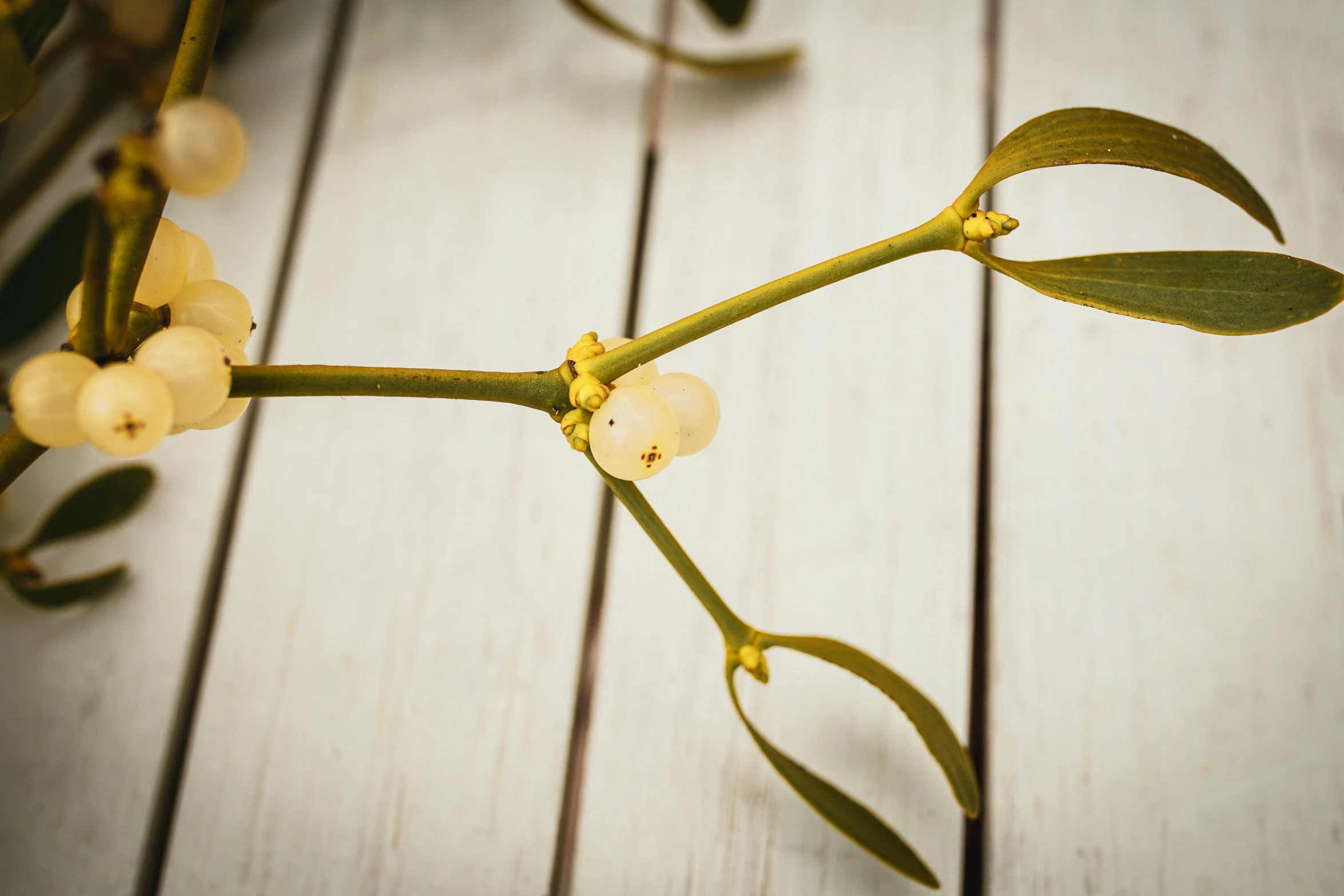 a twig and flower with white flowers on the stem