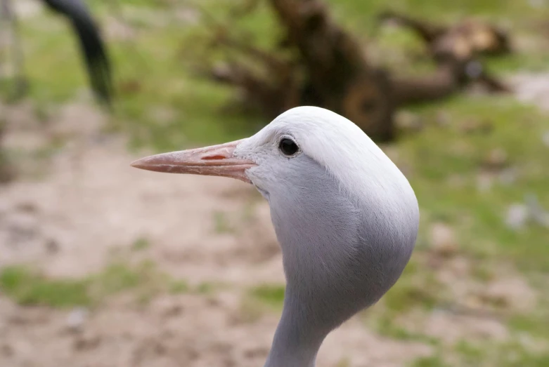 a closeup of the head of a bird on the side of a road