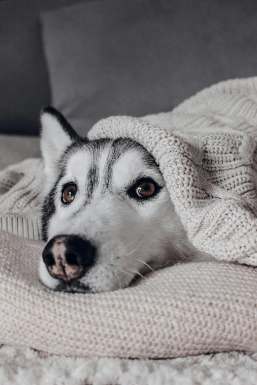 the dog lies under a blanket on a bed