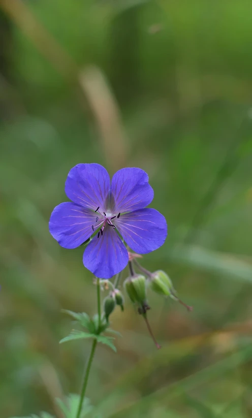 a flower that is purple and green in the grass