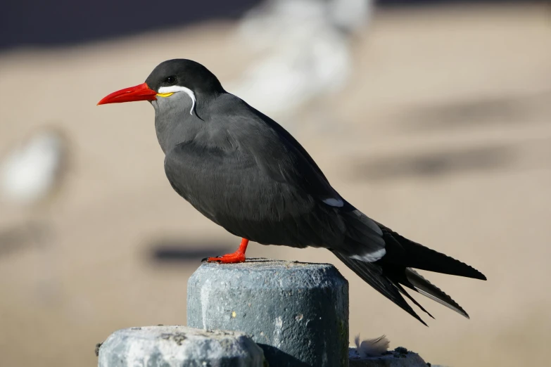 a small bird is standing on a post