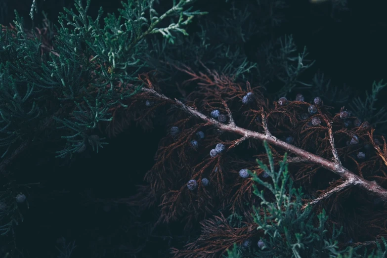 close up view of a nch with buds and green leaves