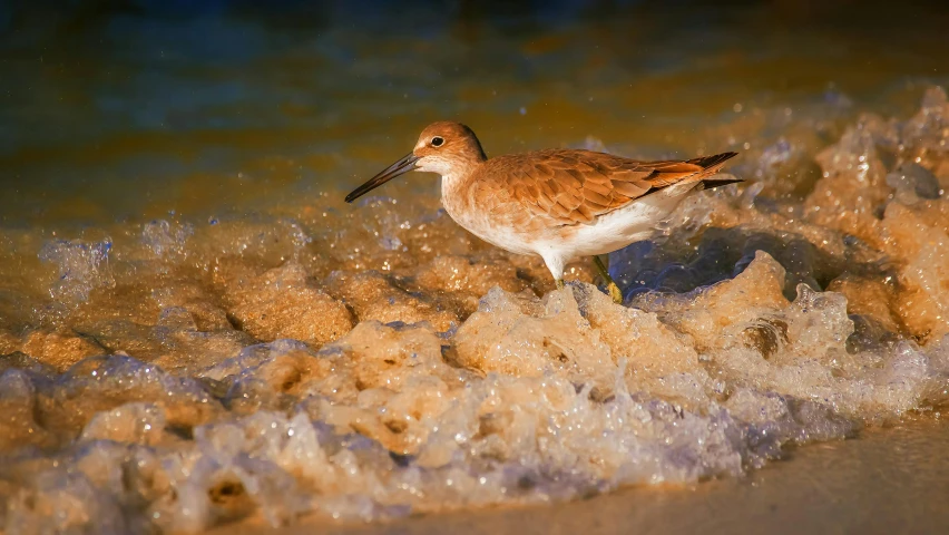 a bird that is standing in some water