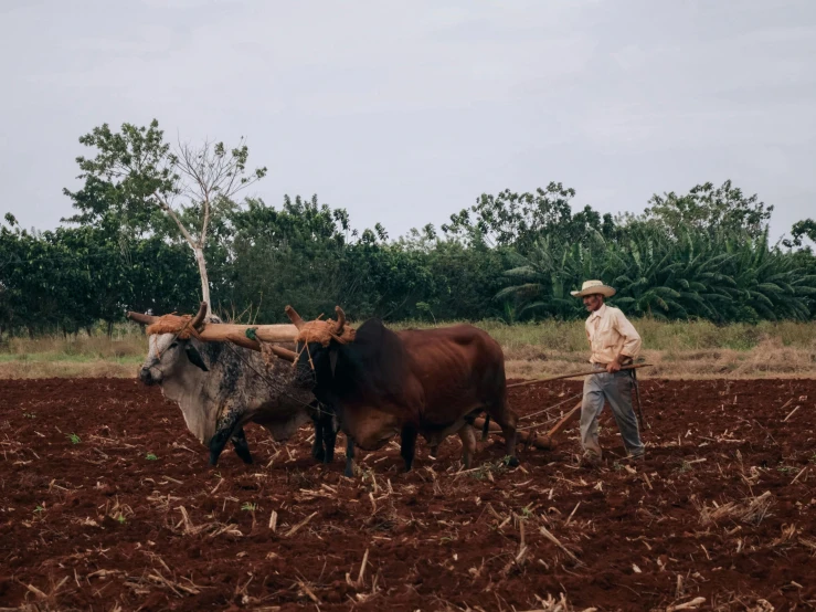 a man plowing a field with two large bulls