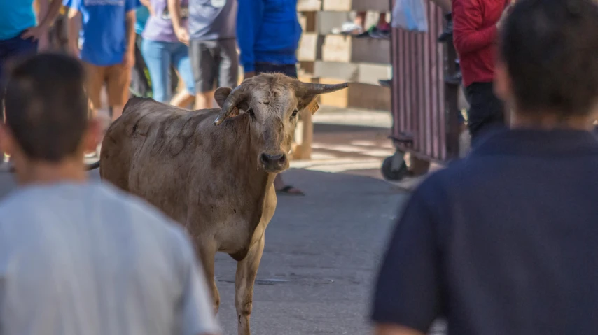 a cow walking down the street while people walk by