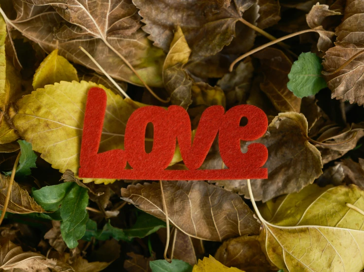 the word love spelled with felt sits among leaves