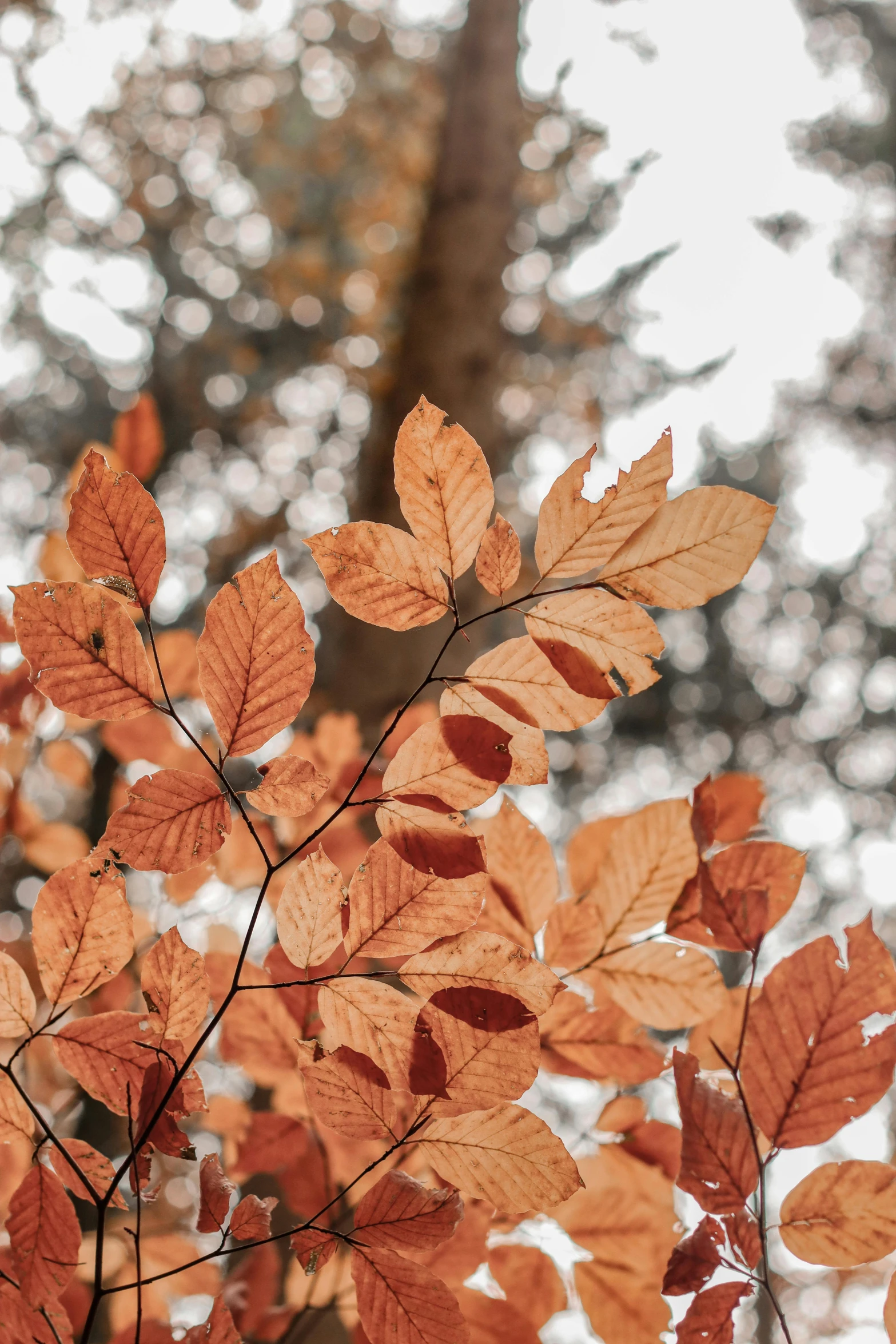 a leafy tree in the foreground with sun shining