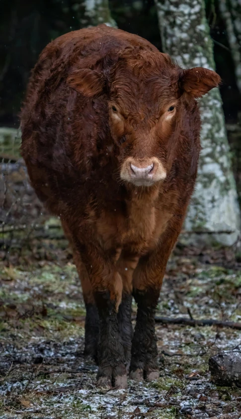 a cow standing in the middle of the forest