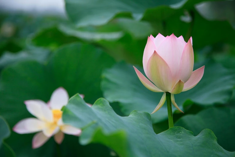 pink flowers that are next to each other