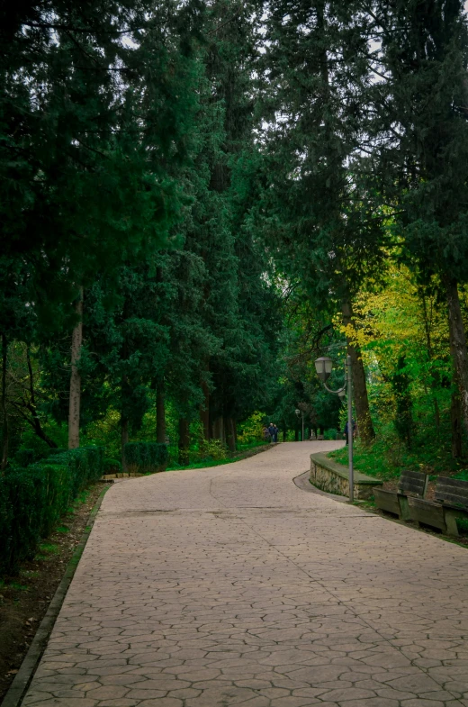 a scenic park path with benches and trees