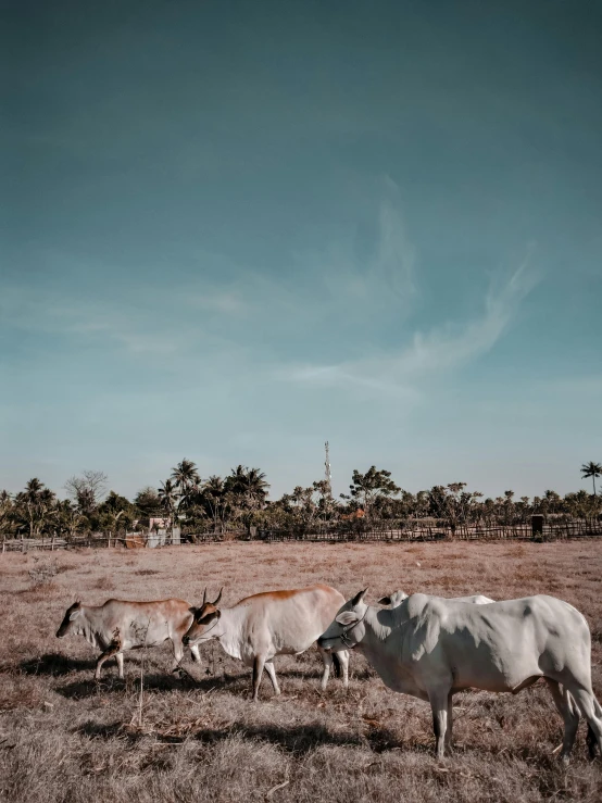 a group of animals in a field on a sunny day