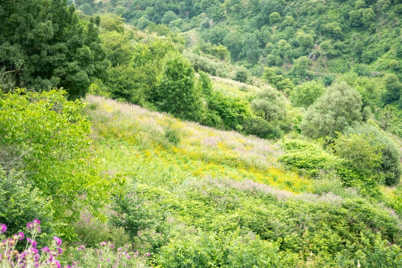 a bear is standing on a hill with a lot of vegetation