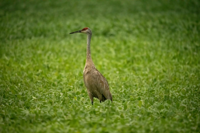 a bird with a bird on its beak stands in a grassy field