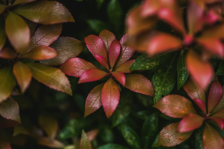 an arrangement of different leaves displayed in closeup