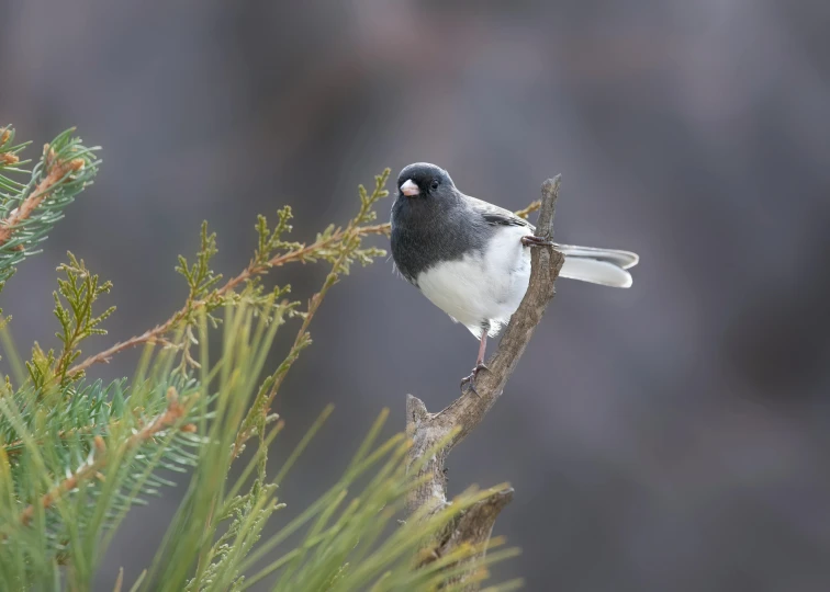 a black and white bird is perched on a nch