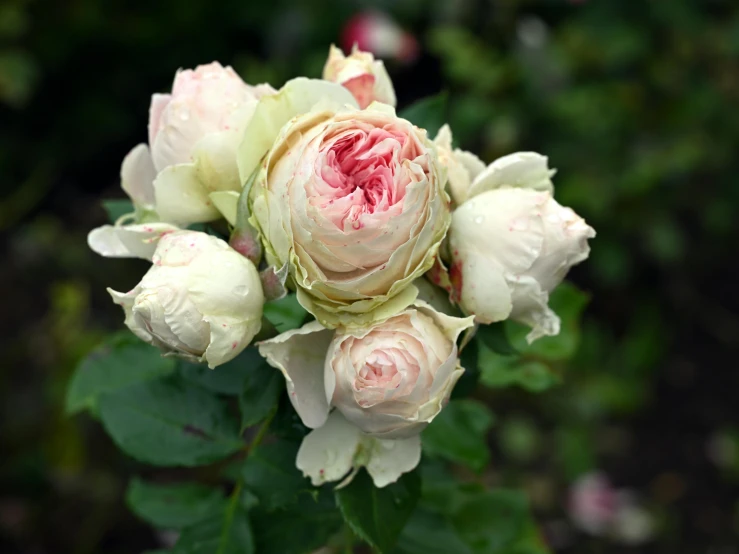 a group of pink flowers are shown from above