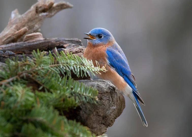 a blue bird sits on a nch as it eats leaves